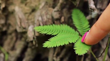 Mimosa pudica ne zaman yaprakları dokunmadan kız kapatır