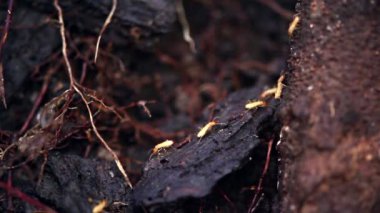 Makro termitler kadar kapatın