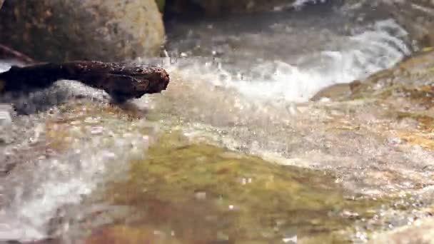 Струмок річки джунглів від водоспаду — стокове відео