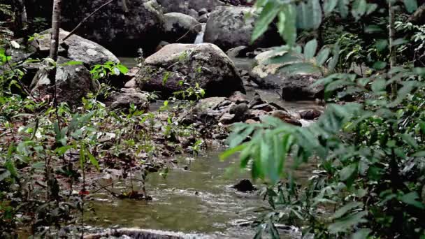 Водоспад джунглів у національному парку — стокове відео