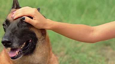 Onun köpeği okşamaya el