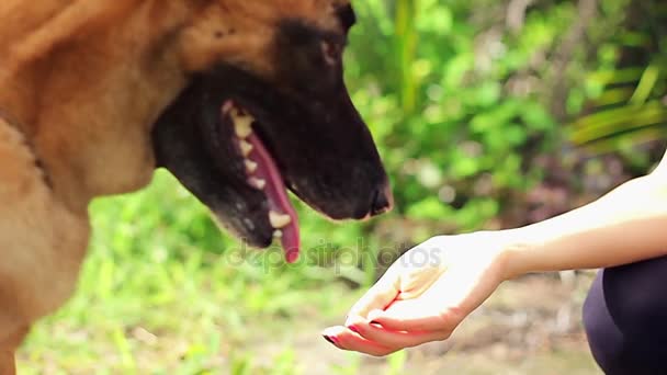 Hund gibt Pfote ab — Stockvideo