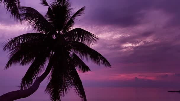 Deniz mor günbatımı üzerinde palmiye — Stok video