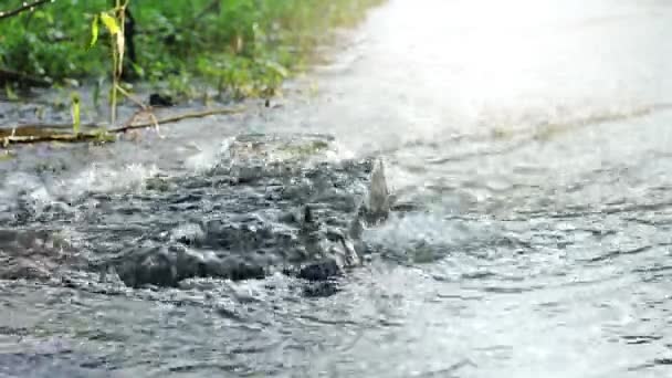 Voda vypukne od kanalizace — Stock video