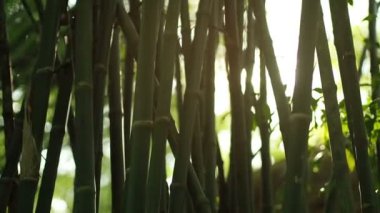 lens flare efekti ve güneş ışık ışınları bambu ağaçları ile güneş