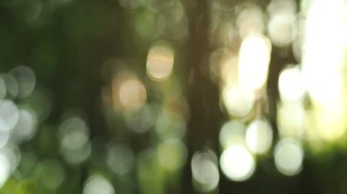 Rüzgar bambu üzerinde üfleme odak güneş Parlatıcı thorugh dışında bırakır
