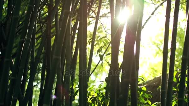 Efeito de chama da lente solar e raios de luz do sol através de árvores de bambu — Vídeo de Stock