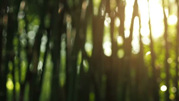 Fuori fuoco sole splendere attraverso il soffiare su foglie di bambù vento — Video Stock