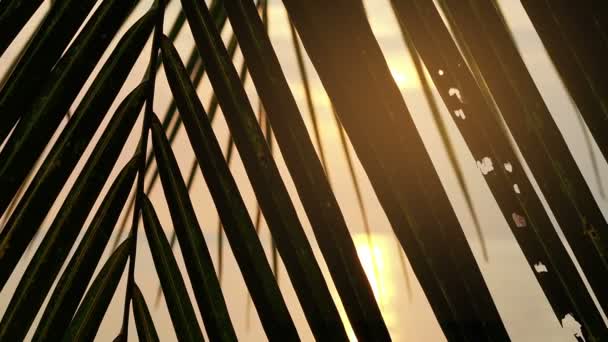 Sun shines through palm leaf — Stock Video