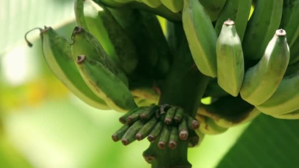 Plátanos silvestres en una rama — Vídeo de stock