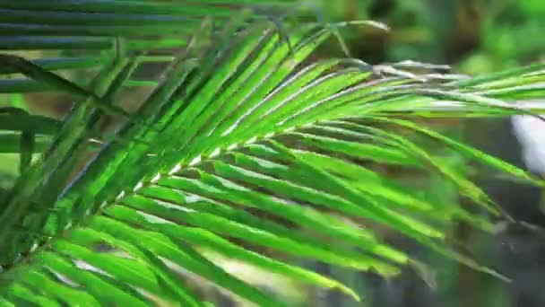 1920 x 1080 - bladeren palm close-up — Stockvideo