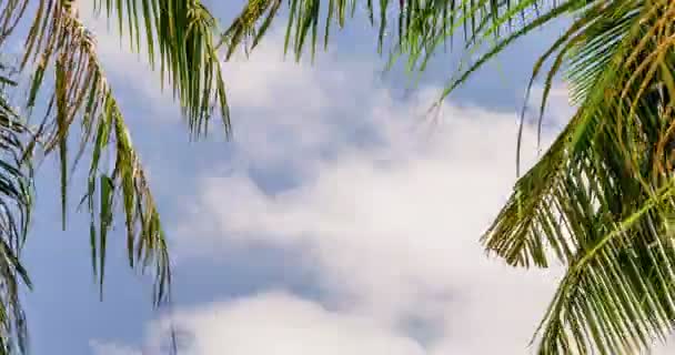Листья пальм на белых облаках. Хронология тропического дерева на фоне облаков — стоковое видео