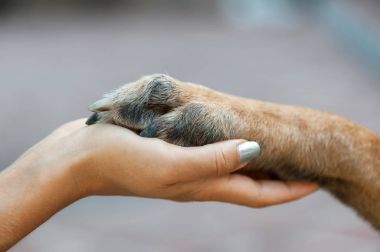 paw in female hand clipart