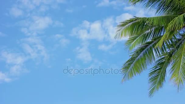 Wuivende palmboom tegen de blauwe hemel — Stockvideo