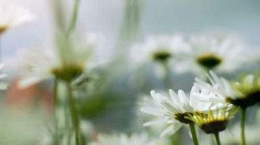 Güzel beyaz papatya çiçeği Close-Up