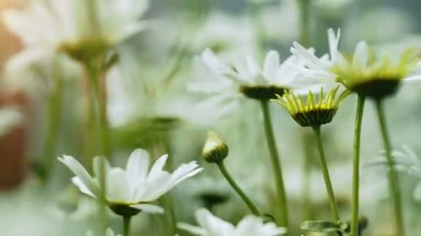 Close-up of beautiful white chamomile flowers — Stock Video