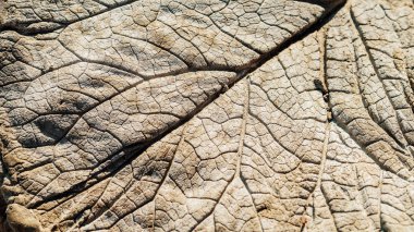 Çimento dokusu arka planında yaprak