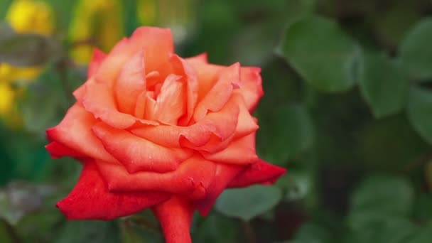 Florescendo rosa no jardim — Vídeo de Stock