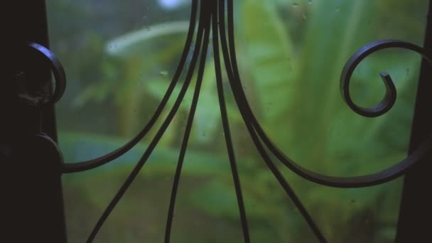 Lluvias tropicales intensas en el fondo de la selva. Imágenes de material 4K — Vídeos de Stock