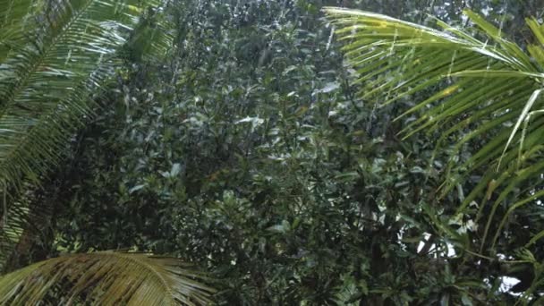 Τροπική δυνατή βροχή στο ασιατικό τροπικό δάσος — Αρχείο Βίντεο