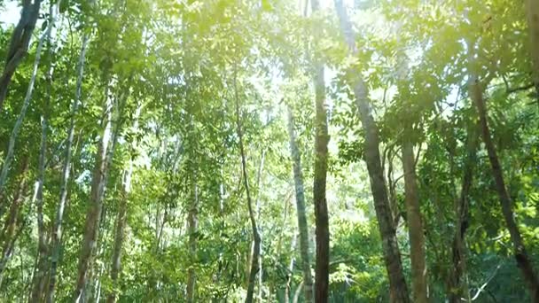 Scenico di natura stupefacente — Video Stock