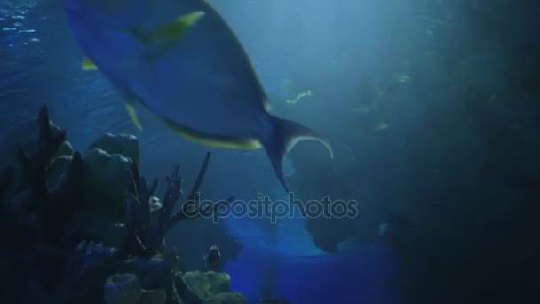 Aquarium, Fischbecken, Korallenriff, Tiere, Natur — Stockvideo
