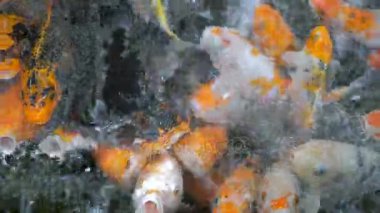 Koi balıkları sazan içinde yukarıda yüzüyor