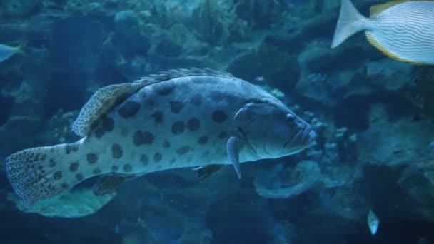 Acuario, Tanque de peces, Arrecife de coral, Animales, Naturaleza — Vídeos de Stock