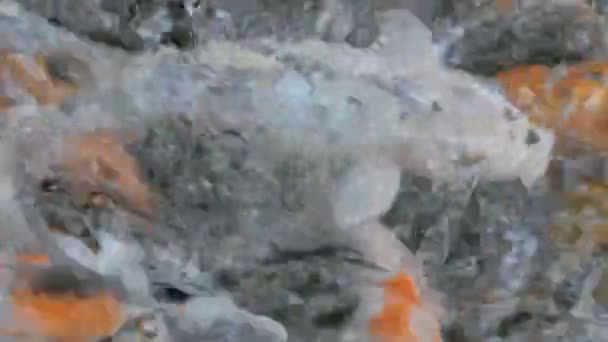 Peixes Koi Carpa estão nadando em cima — Vídeo de Stock