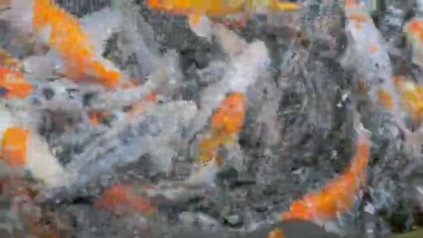 Koi Fische Karpfen schwimmen oben — Stockvideo