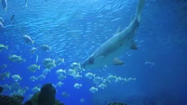 Farklı balıklar bir sürü tarafından çevrili muhteşem ve büyük köpek balığı