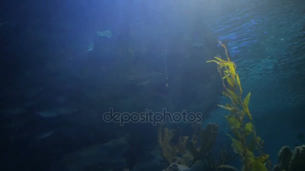 Amazing, Huge Shark surrounded by lots of different fishes — Stock Video