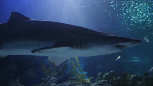 Amazing, Huge Shark surrounded by lots of different fishes — Stock Video