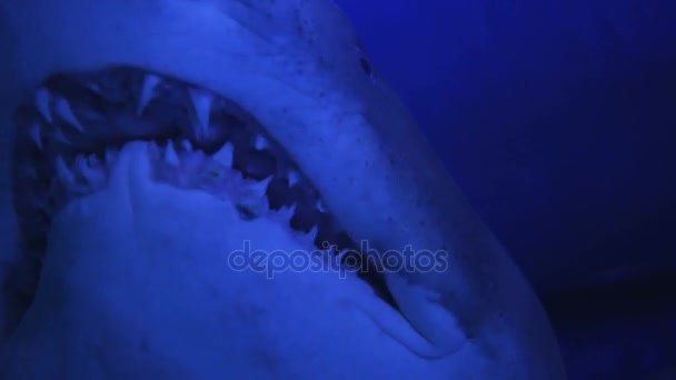 Dientes de tiburón mientras nada más allá . — Vídeos de Stock