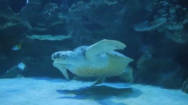 deniz kaplumbağası sualtı oceanarium içinde Yüzme