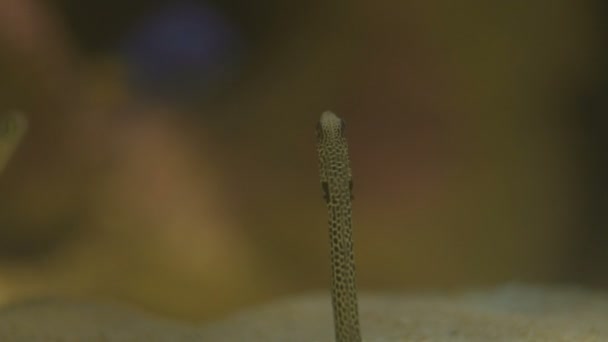 Spotted garden eel. met zijn typische zwarte stippen — Stockvideo