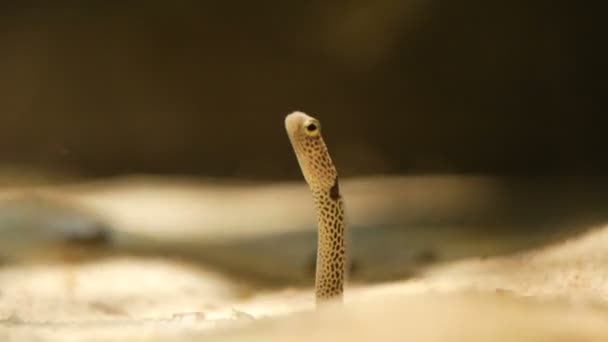 Anguila de jardín manchada. con sus típicas manchas negras — Vídeos de Stock