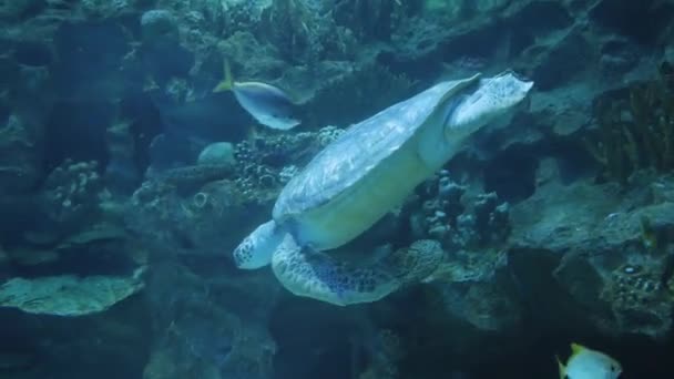 Zeeschildpad onderwater zwemmen in het Oceanário de Lisboa — Stockvideo