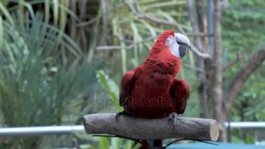 Dans papağan yakın kadar