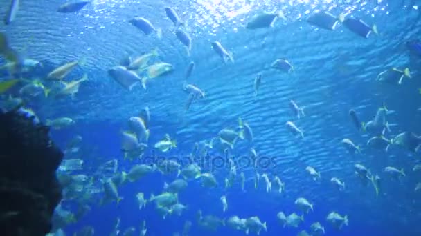 Aquarium, Fischbecken, Korallenriff, Tiere, Natur — Stockvideo