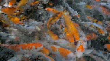 Koi balıkları sazan içinde yukarıda yüzüyor