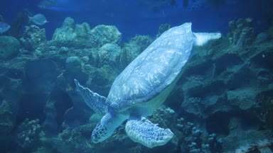 deniz kaplumbağası sualtı oceanarium içinde Yüzme