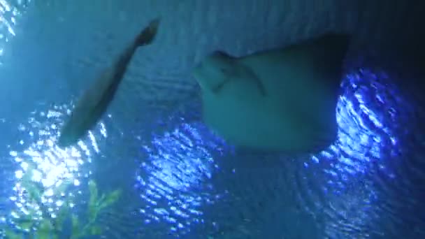 水族館で泳ぐアカエイ — ストック動画