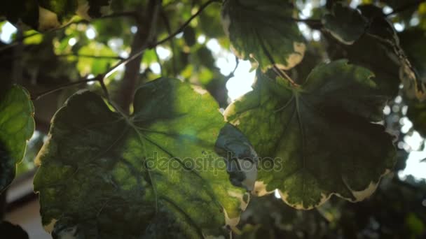 Belle brillance du soleil à travers le souffle sur les feuilles vertes de l'arbre à vent — Video