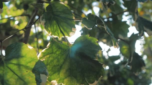 Belle brillance du soleil à travers le souffle sur les feuilles vertes de l'arbre à vent — Video