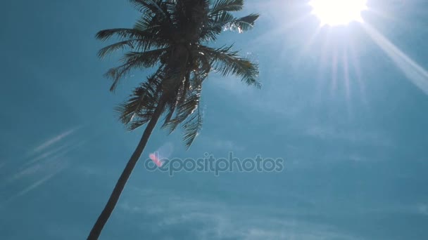 Palmera en el cielo azul — Vídeos de Stock