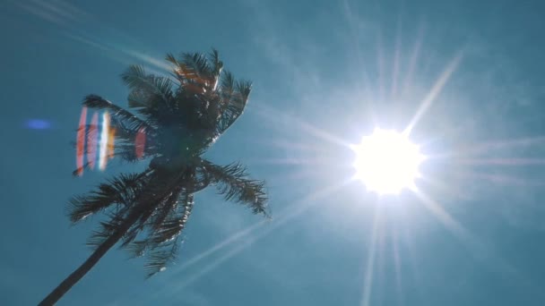 Palmboom op blauwe hemel — Stockvideo