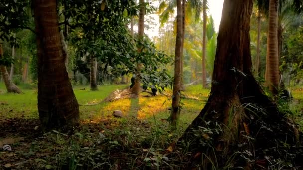 3 en 1 video. la luz del atardecer brilla a través de la selva — Vídeo de stock