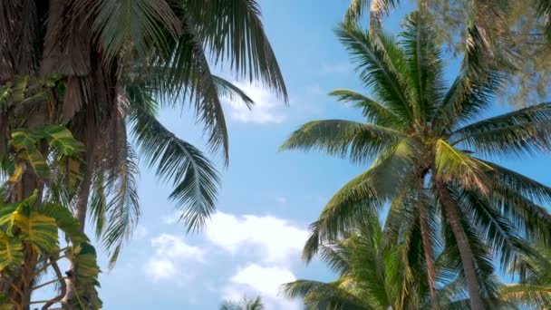 2 en 1 video. Palmeras soplando en el viento — Vídeo de stock