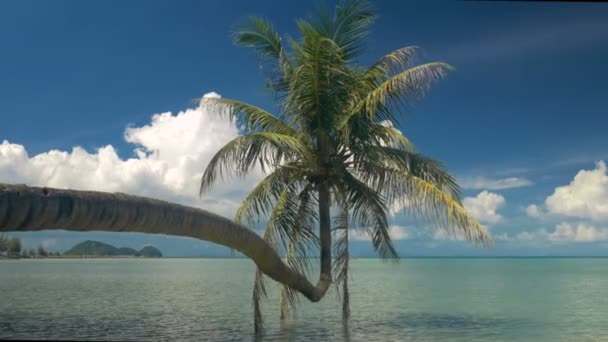 Lagün üzerinde asılı tek palmiye ağacı — Stok video